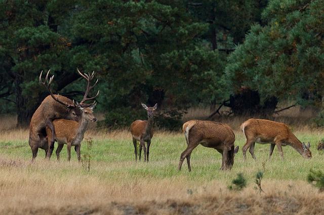 43 Hoge Veluwe, edelherten.jpg